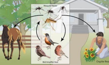 AGGIORNAMENTI SULLA WEST NILE DISEASE